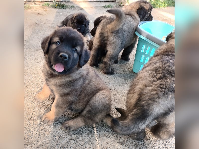 LEONBERGER/BERNHARDINER MIX WELPEN