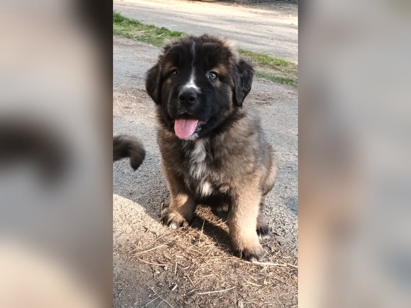 LEONBERGER/BERNHARDINER MIX WELPEN