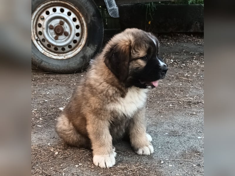 LEONBERGER/BERNHARDINER MIX WELPEN