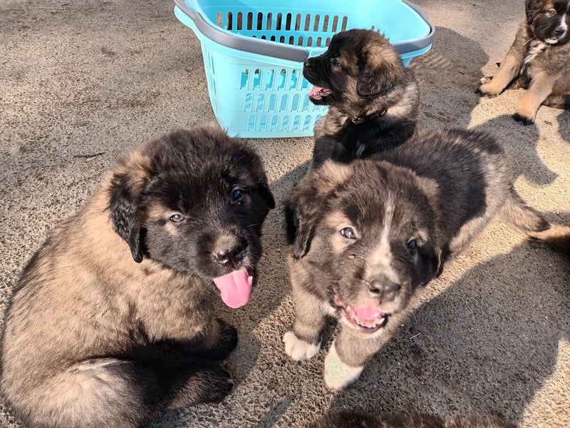 LEONBERGER/BERNHARDINER MIX WELPEN