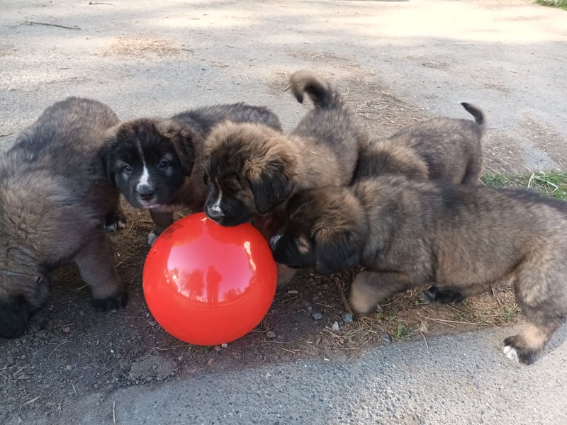 LEONBERGER/BERNHARDINER MIX WELPEN