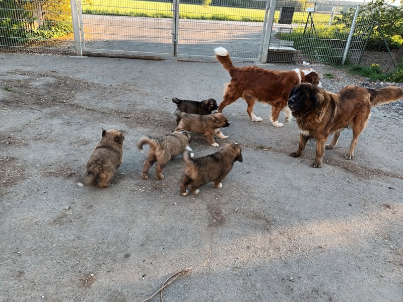 LEONBERGER/BERNHARDINER MIX WELPEN