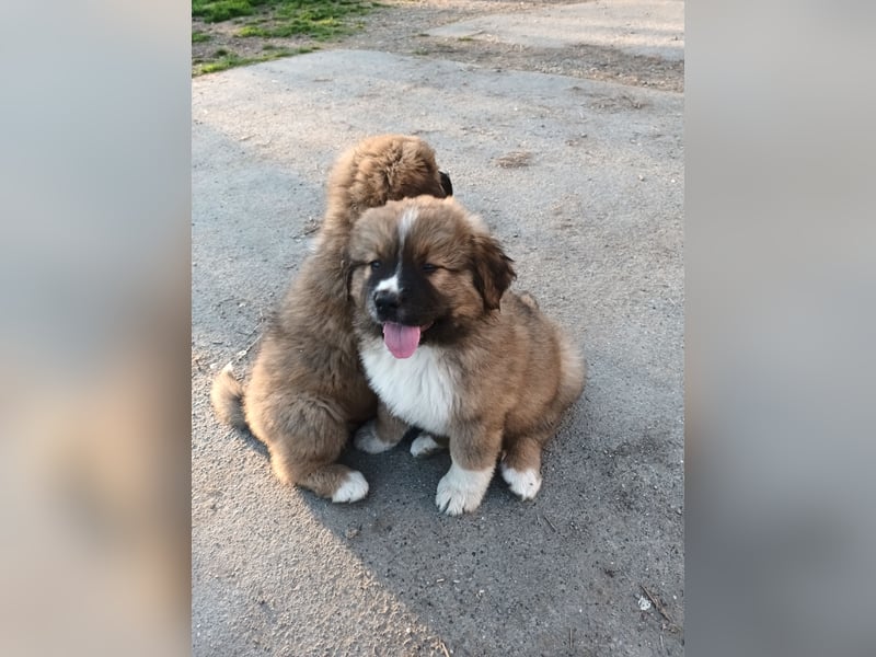 LEONBERGER/BERNHARDINER MIX WELPEN