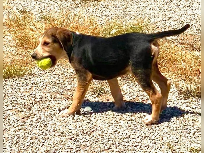 Leon, kleiner Herzensbrecher, 4 Monate, 42 cm, 17 kg