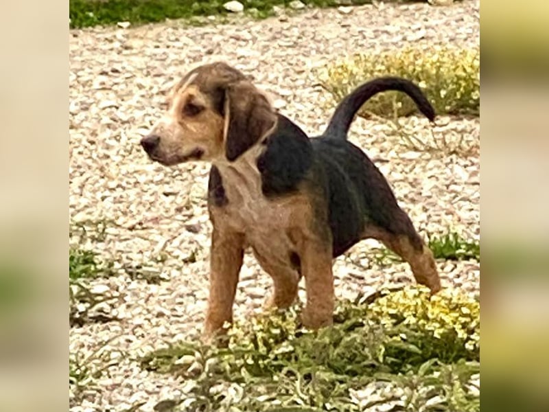 Leon, kleiner Herzensbrecher, 4 Monate, 42 cm, 17 kg