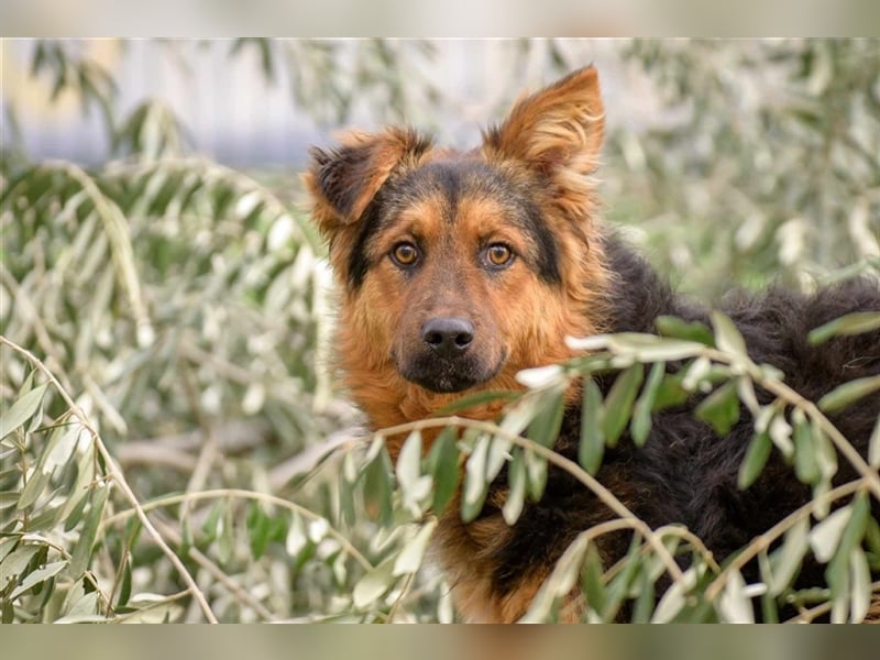 Duncan ( * 01.08.2023 ) sucht seine Familie