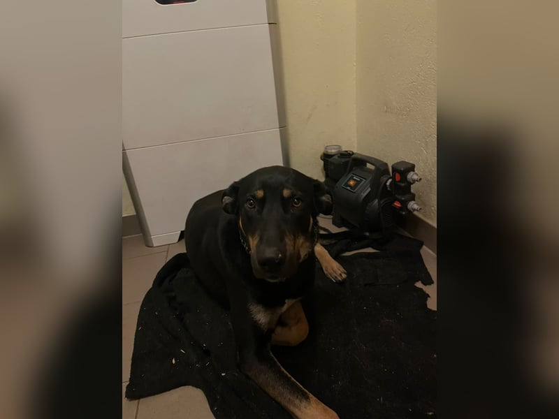 Husky/Vizslador Mischling