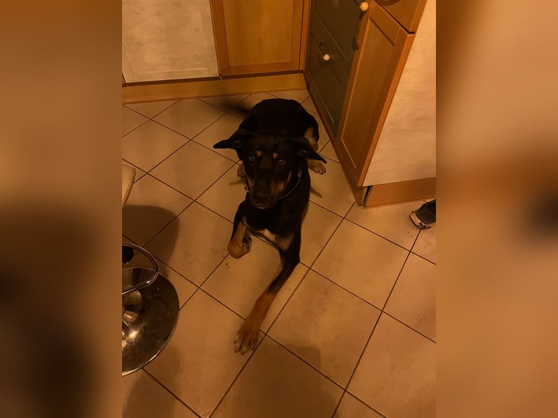 Husky/Vizslador Mischling