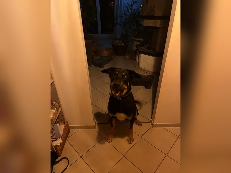 Husky/Vizslador Mischling