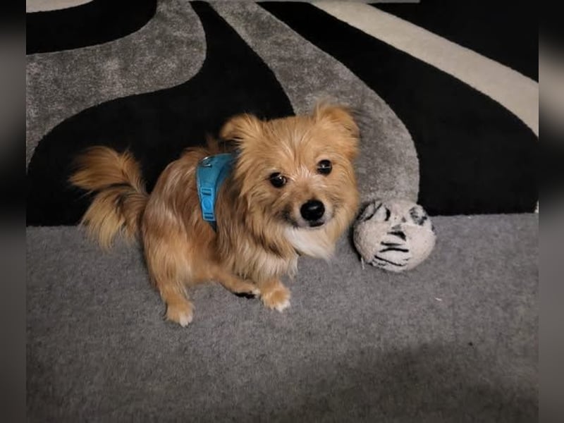Socke abzugeben in gute liebe Hände