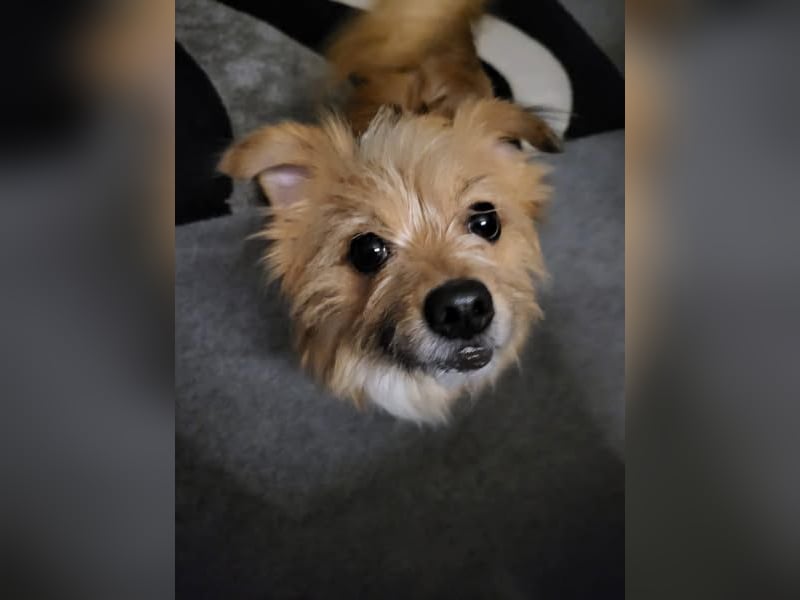 Socke abzugeben in gute liebe Hände