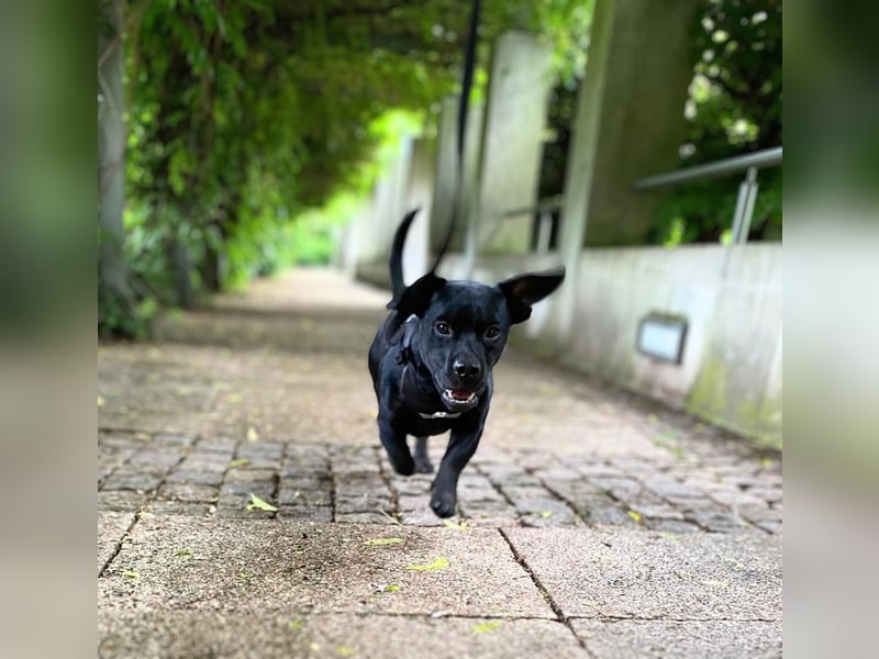 Chip - jung und aufgeweckt