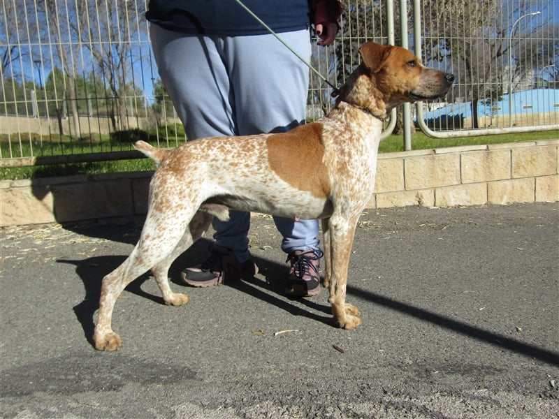 Traumhund Alex sucht sein Körbchen