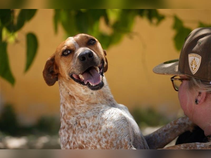 Traumhund Alex sucht sein Körbchen