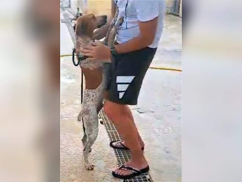 Traumhund Alex sucht sein Körbchen