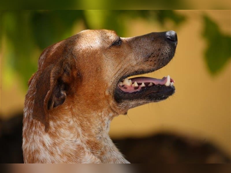 Traumhund Alex sucht sein Körbchen