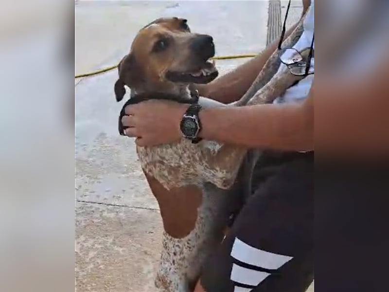 Traumhund Alex sucht sein Körbchen
