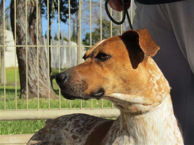 Traumhund Alex sucht sein Körbchen