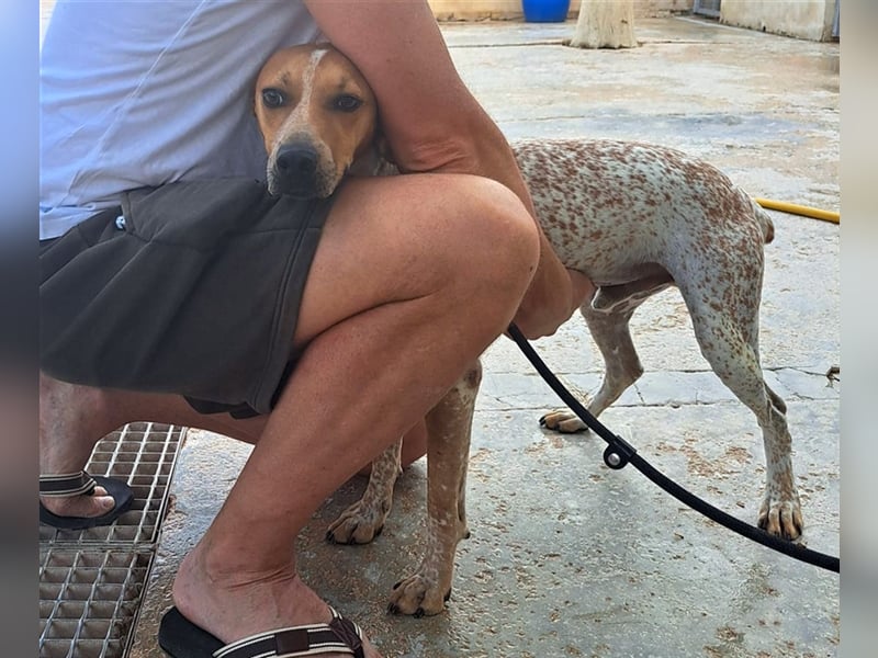 Traumhund Alex sucht sein Körbchen