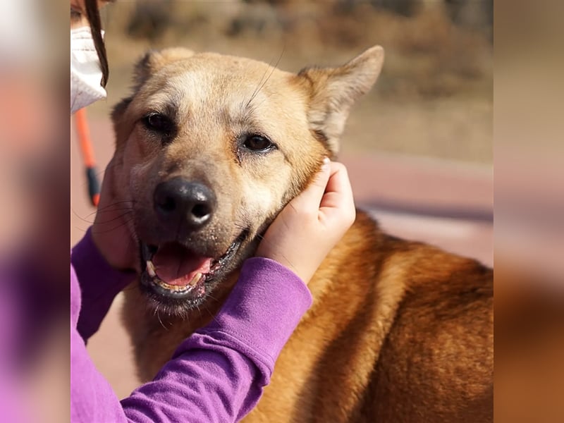 Rocco Schäferhund Mix, verschmust, freundlich und sozial,ca 6jahre,18kg