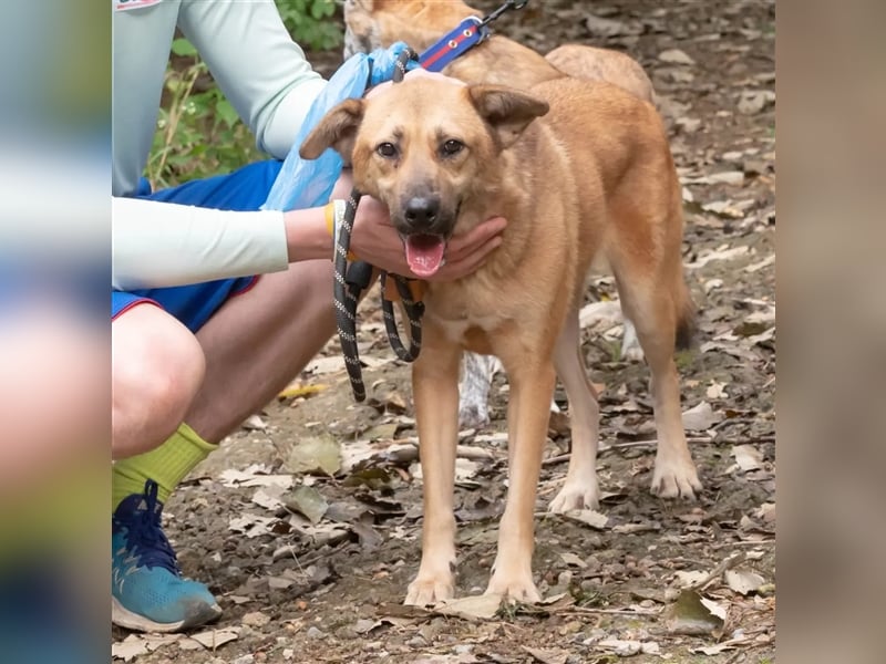 Rocco Schäferhund Mix, verschmust, freundlich und sozial,ca 6jahre,18kg