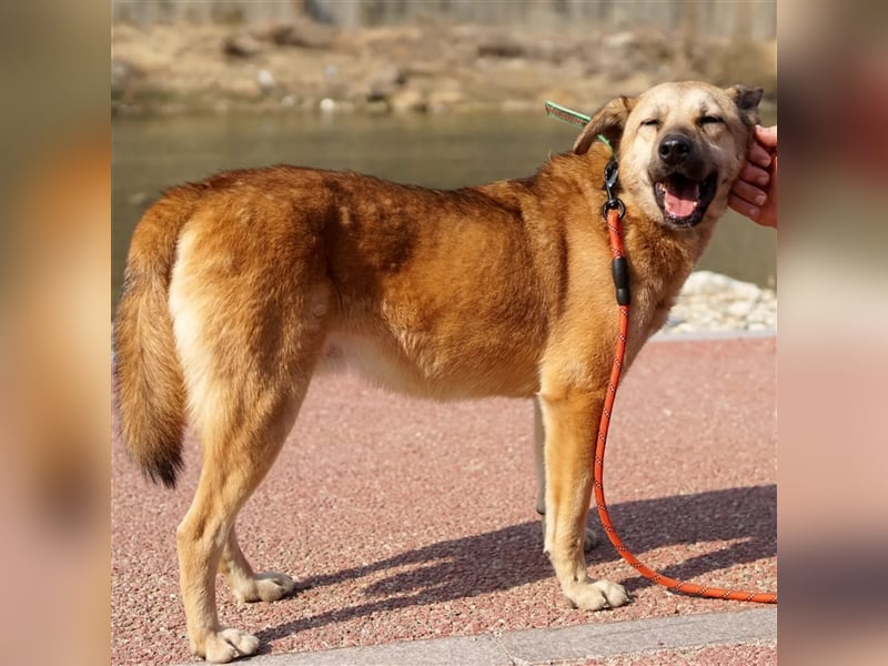 Rocco Schäferhund Mix, verschmust, freundlich und sozial,ca 6jahre,18kg