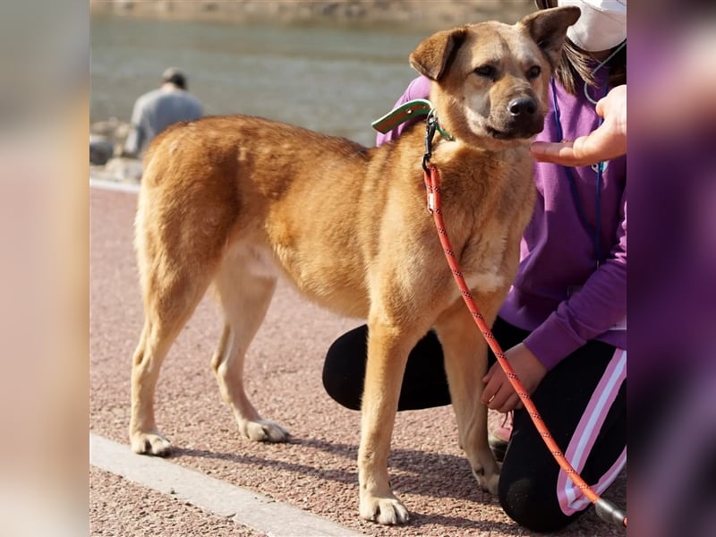 Rocco Schäferhund Mix, verschmust, freundlich und sozial,ca 6jahre,18kg