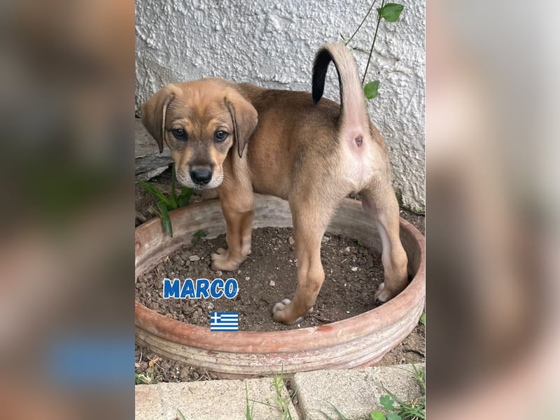 Marco,geb.04/25,hübscher,neugieriger Mischlingsbub sucht seine Familie