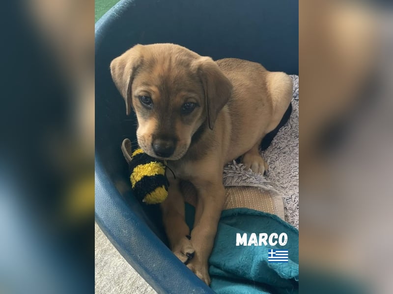 Marco,geb.04/25,hübscher,neugieriger Mischlingsbub sucht seine Familie
