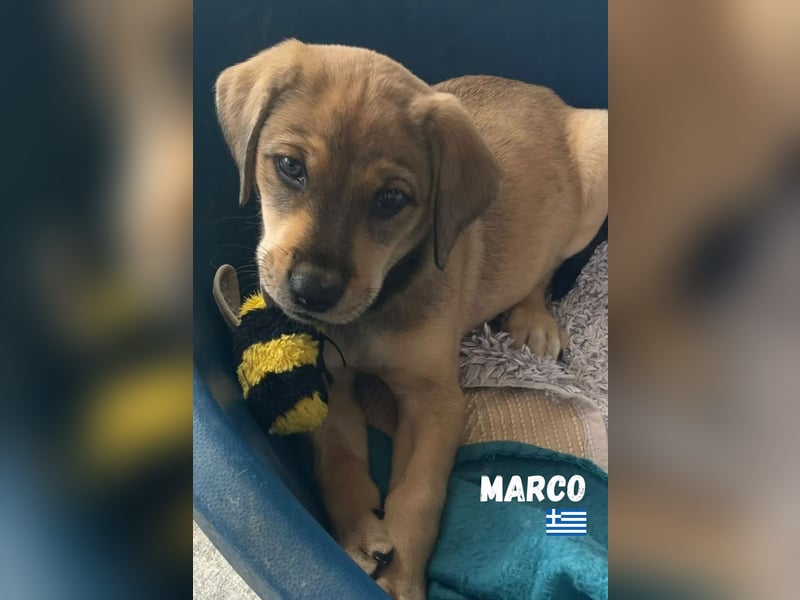 Marco,geb.04/25,hübscher,neugieriger Mischlingsbub sucht seine Familie