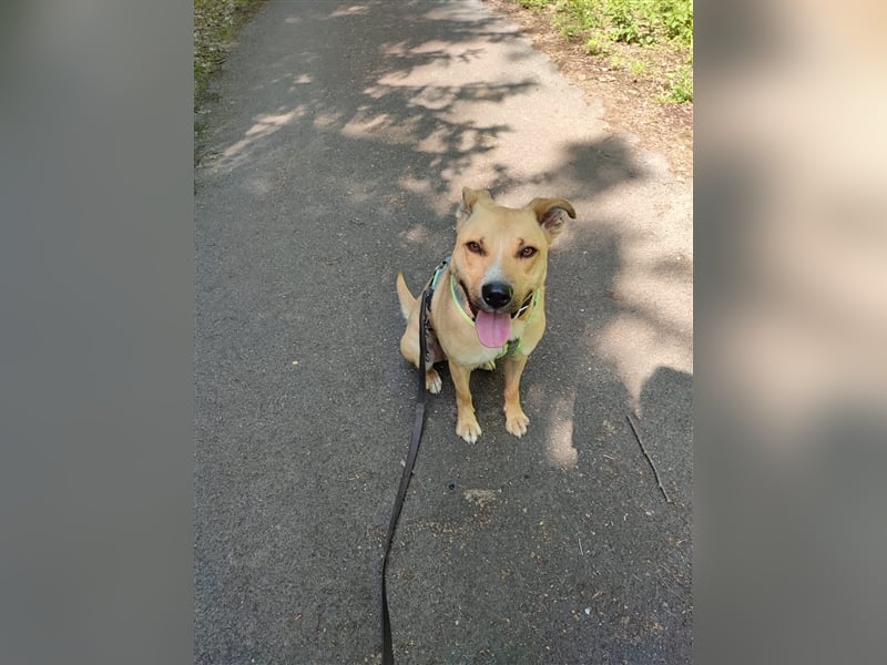 Rambo sucht ein Zuhause