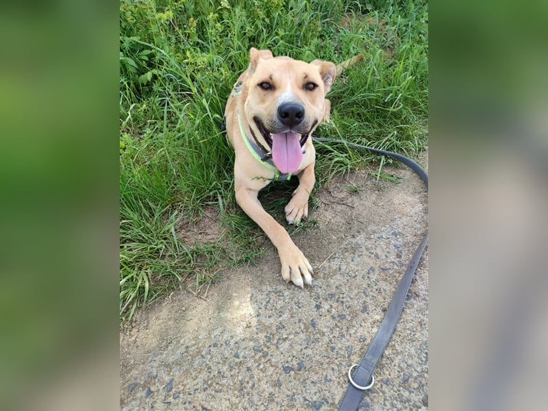 Rambo sucht ein Zuhause