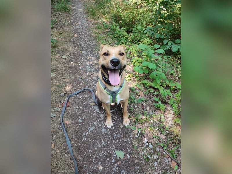 Rambo sucht ein Zuhause