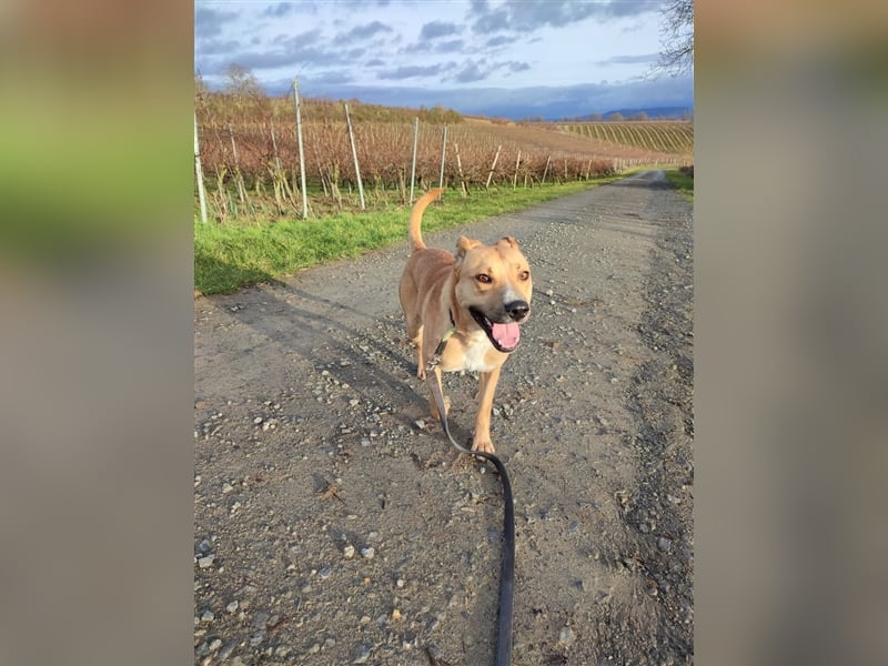 Rambo sucht ein Zuhause