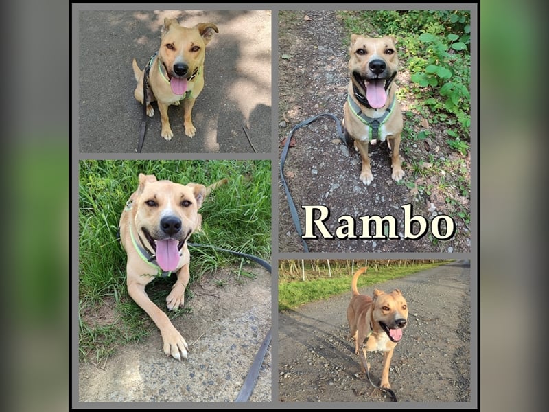 Rambo sucht ein Zuhause