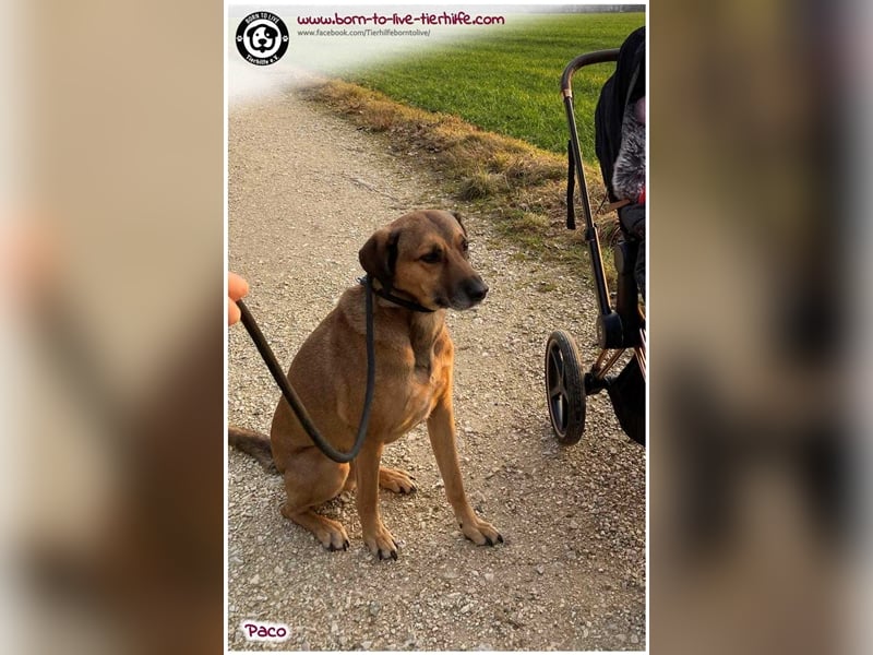 Notfellchen PACO sucht dringend neues Zuhause