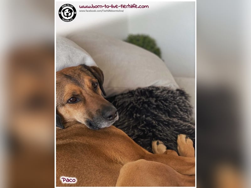 Notfellchen PACO sucht dringend neues Zuhause