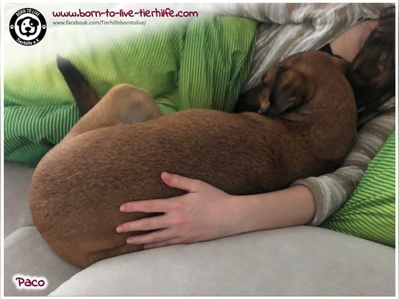 Notfellchen PACO sucht dringend neues Zuhause