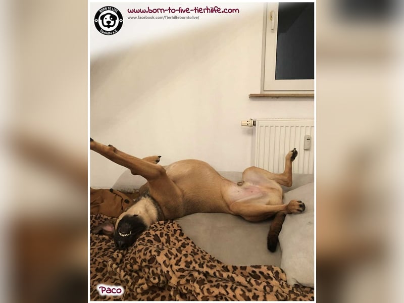 Notfellchen PACO sucht dringend neues Zuhause