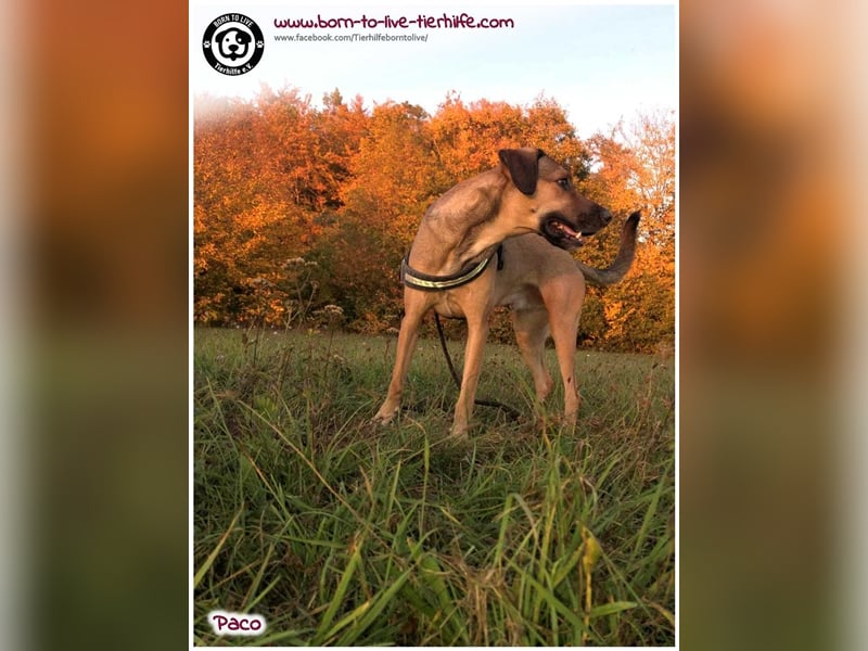 Notfellchen PACO sucht dringend neues Zuhause