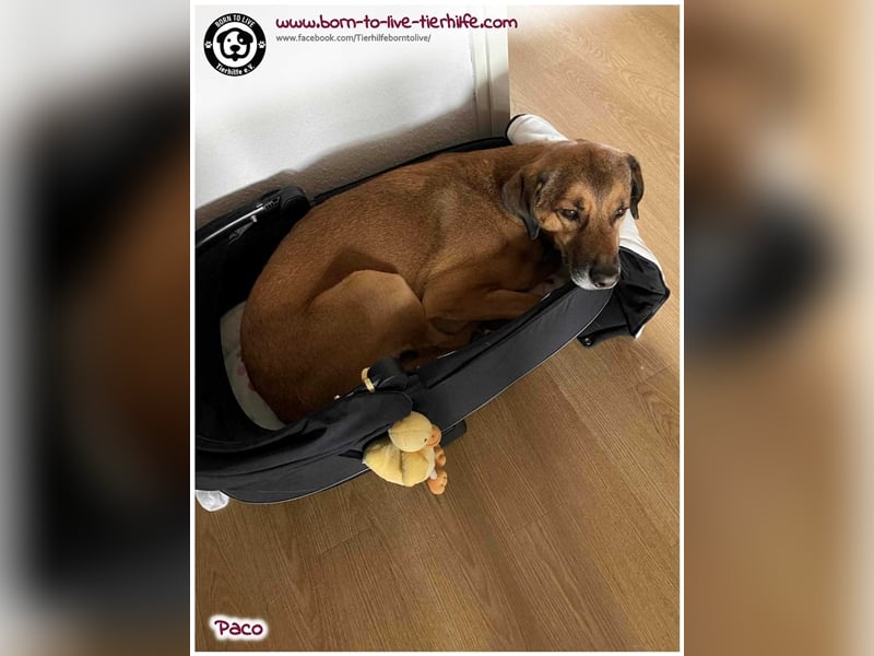 Notfellchen PACO sucht dringend neues Zuhause