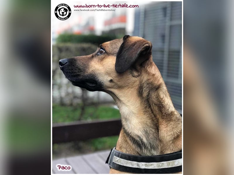 Notfellchen PACO sucht dringend neues Zuhause