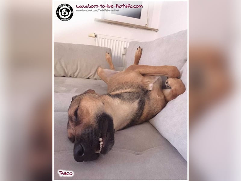Notfellchen PACO sucht dringend neues Zuhause