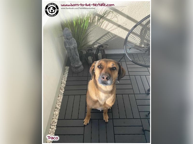 Notfellchen PACO sucht dringend neues Zuhause