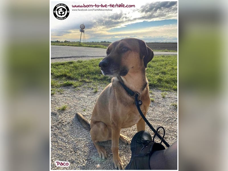 Notfellchen PACO sucht dringend neues Zuhause