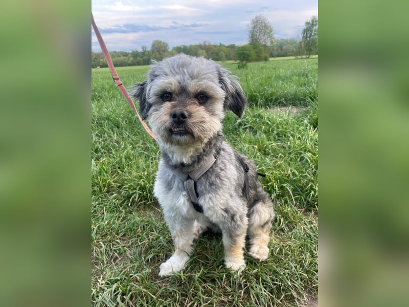 Traumhund ZEP, auf Pflegestelle in 90765 Fürth, sucht sein Zuhause!