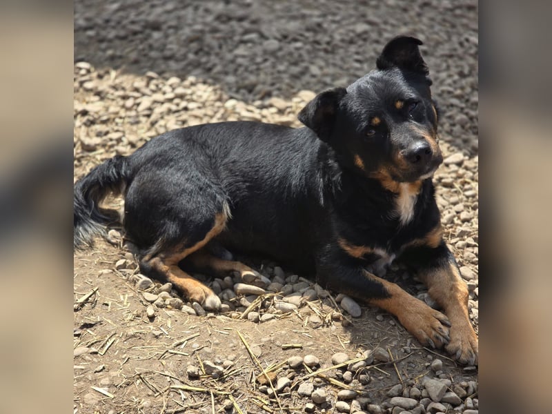 Kleiner FIDO sucht sein Zuhause!