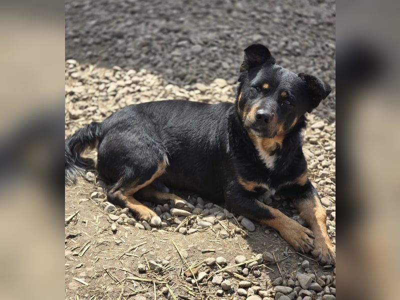 Kleiner FIDO sucht sein Zuhause!