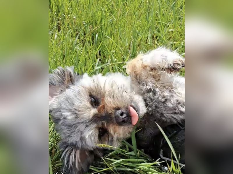 Traumhund ZEP, auf Pflegestelle in 90765 Fürth, sucht sein Zuhause!