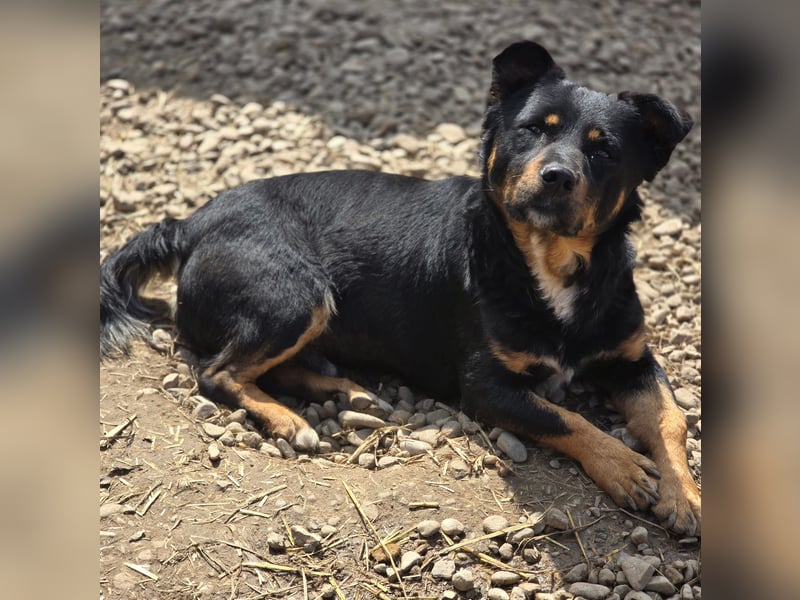 Kleiner FIDO sucht sein Zuhause!